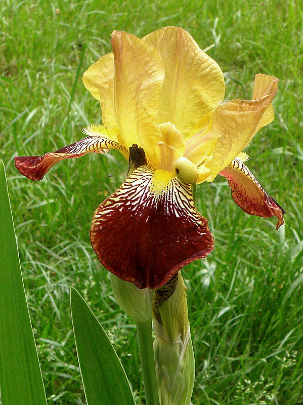 kosatec špinavý Iris x squalens(hybrid)
