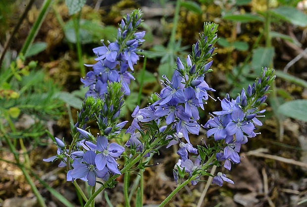 veronika hrdobarkovitá Veronica teucrium L.