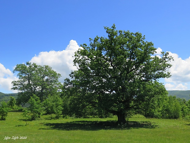dub letný Quercus robur L.