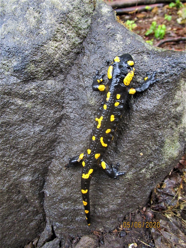 salamandra škvrnitá  Salamndra salamandra