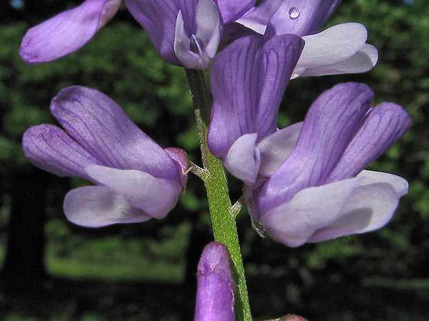 vika tenkolistá Vicia tenuifolia Roth