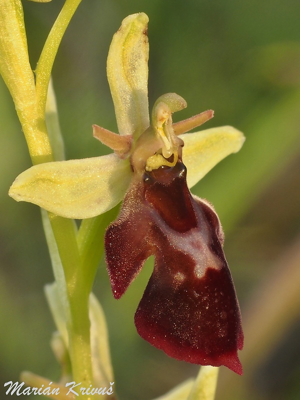 hmyzovník (slovenský) Ophrys holubyana x Ophrys insectifera