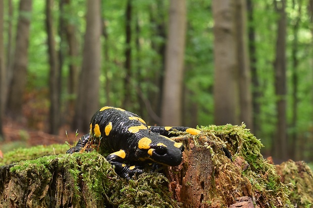 salamandra škvrnitá Salamandra salamandra Linnaeus,1758