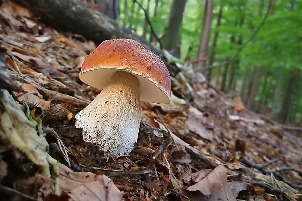 hríb smrekový  Boletus edulis Bull.