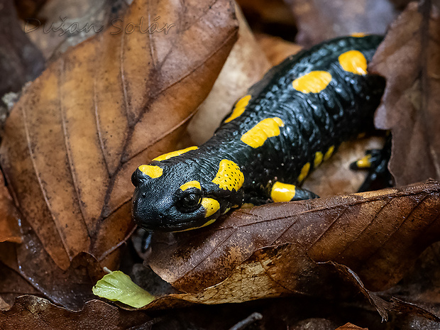 salamandra škvrnitá Salamandra salamandra (Linnaeus, 1758)