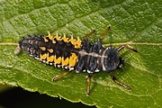 lienka východná- larva