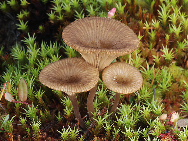 kalichovka rašelinníková Arrhenia sphagnicola (Berk.) Redhead, Lutzoni, Moncalvo & Vilgalys