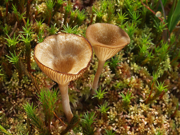 kalichovka rašelinníková Arrhenia sphagnicola (Berk.) Redhead, Lutzoni, Moncalvo & Vilgalys
