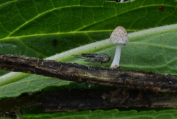 hnojník Kubičkov Coprinopsis kubickae (Pilát & Svrček) Redhead, Vilgalys & Moncalvo