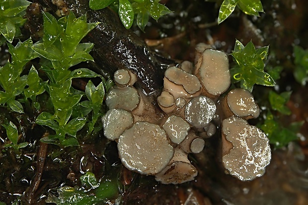 vodnička sediaca Cudoniella tenuispora (Cooke et Massee) Dennis