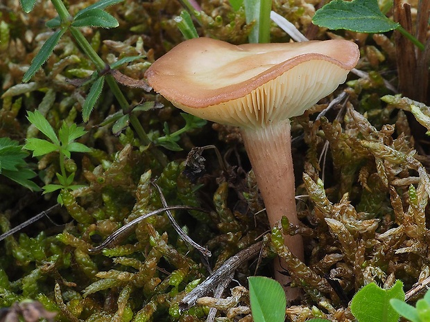čírovnica broskyňová Rugosomyces persicolor (Fr.) Bon