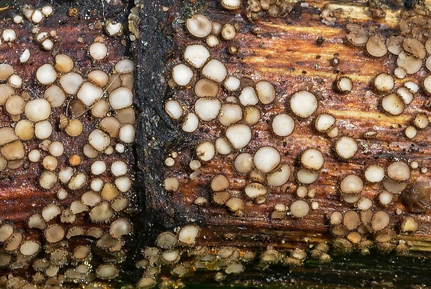 Trichopezizella rubroguttata (Svrček) Moyne
