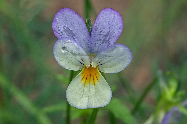 fialka trojfarebná Viola tricolor L. emend. F. W. Schmidt