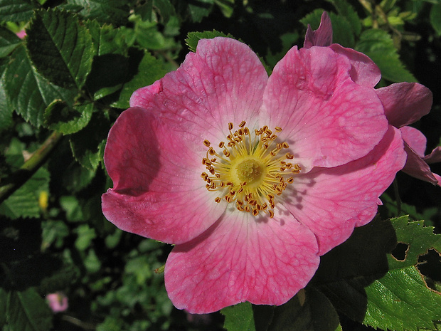 ruža hrdzavá Rosa rubiginosa  L.