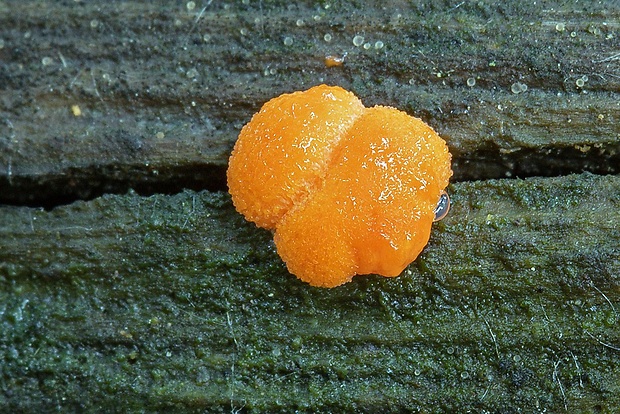 jahodník sasankovitý Tubifera ferruginosa (Batsch) J.F. Gmel.