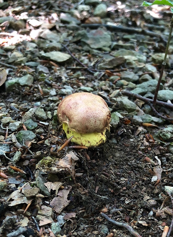 hríb kráľovský Butyriboletus regius (Krombh.) D. Arora & J.L. Frank