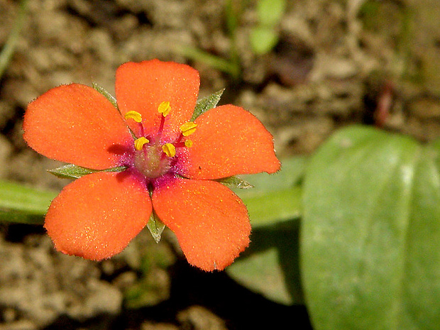 drchnička roľná Anagallis arvensis L.