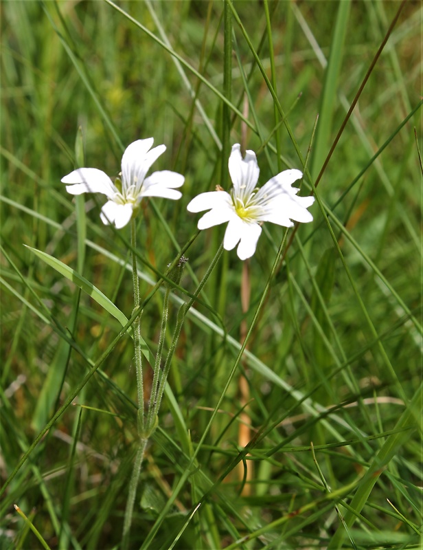 rožec ssp. Cerastium ssp.