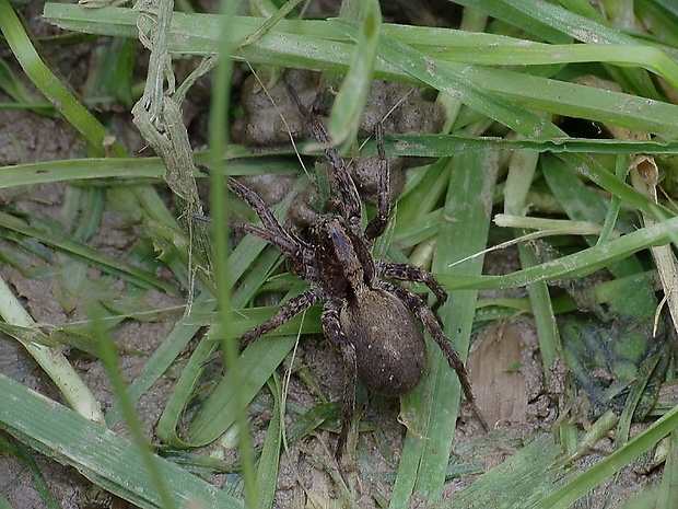 pavúk Alopecosa albofasciata