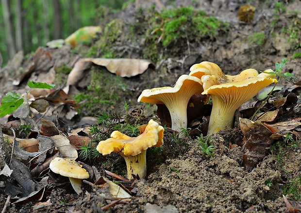 kuriatko jedlé Cantharellus cibarius Fr.