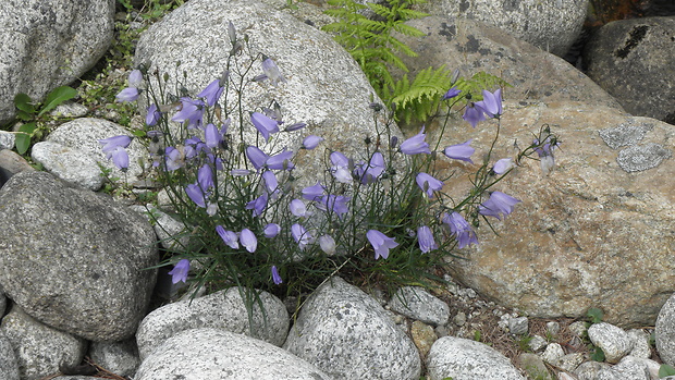 zvonček tatranský Campanula tatrae Borbás