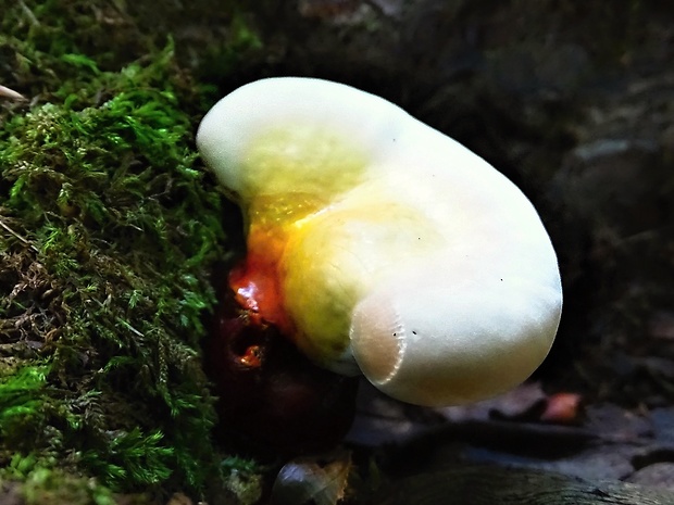 lesklokôrovka obyčajná Ganoderma lucidum (Curtis) P. Karst.
