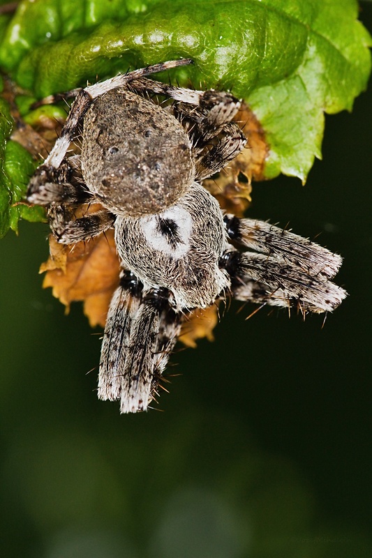 križiak veľký Araneus angulatus