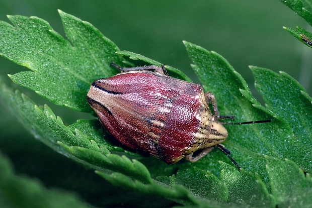 štítovka (sk) / štítovka rudopásá (cz) Odontotarsus purpureolineatus Rossi, 1790