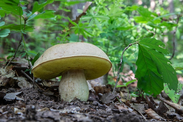 hríb plavý Hemileccinum impolitum (Fr.) Šutara