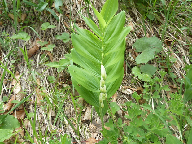 kokorík voňavý Polygonatum odoratum (Mill.) Druce