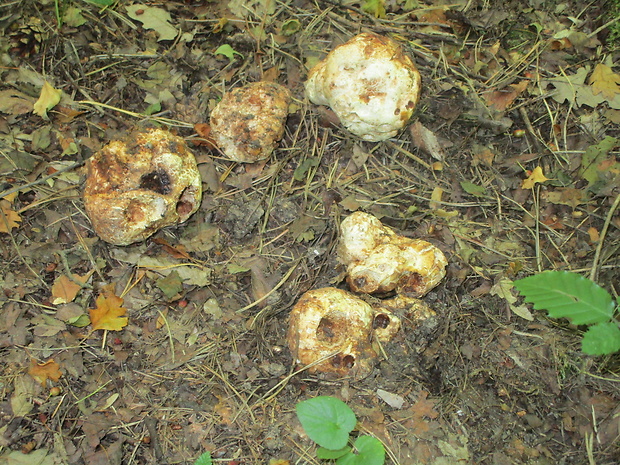 bielohľuzovka obyčajná Choiromyces meandriformis Vittad.