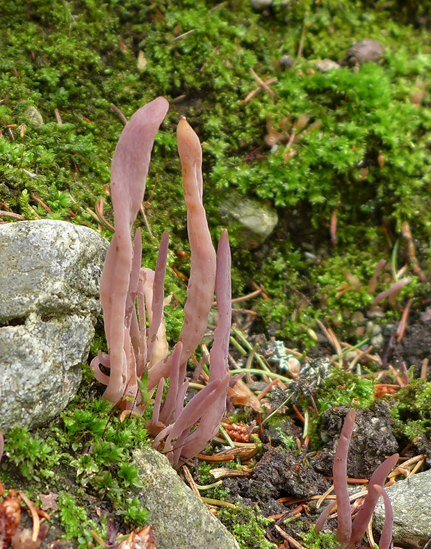pakyjačik purpurový Alloclavaria purpurea (O.F. Müll.) Dentinger & D.J. McLaughlin