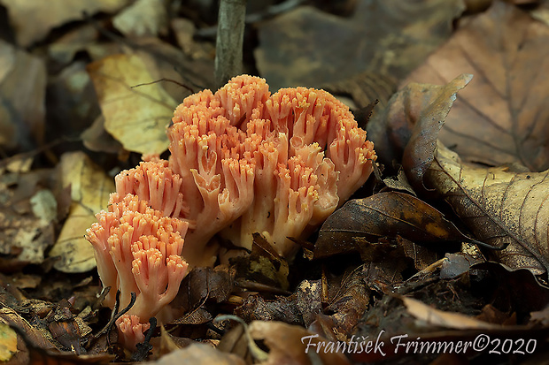 strapačka lososovoružová Ramaria subbotrytis (Coker) Corner