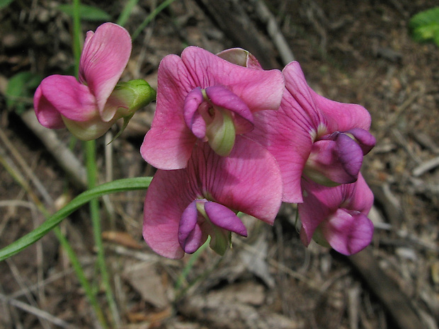 hrachor lesný Lathyrus sylvestris L.