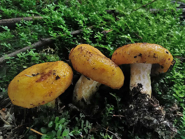 rýdzik rapavý Lactarius scrobiculatus (Scop.) Fr.