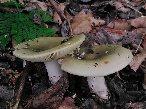 plávka trávovozelená Russula aeruginea Lindbl. ex Fr.