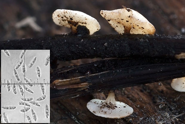 čiašočka Hymenoscyphus fraxineus (T. Kowalski) Baral, Queloz & Hosoya