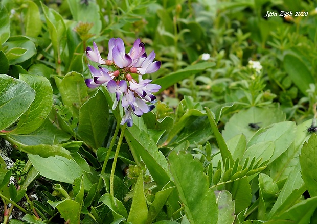 kozinec alpínsky Astragalus alpinus L.