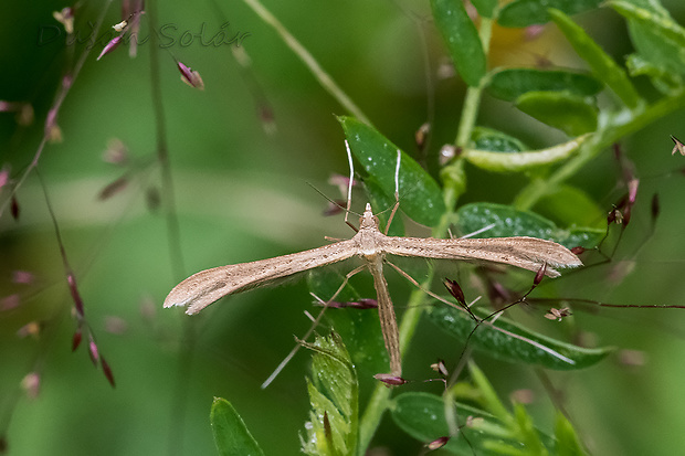 pierkavec pupencový Emmelina monodactyla (Linnaeus, 1758)