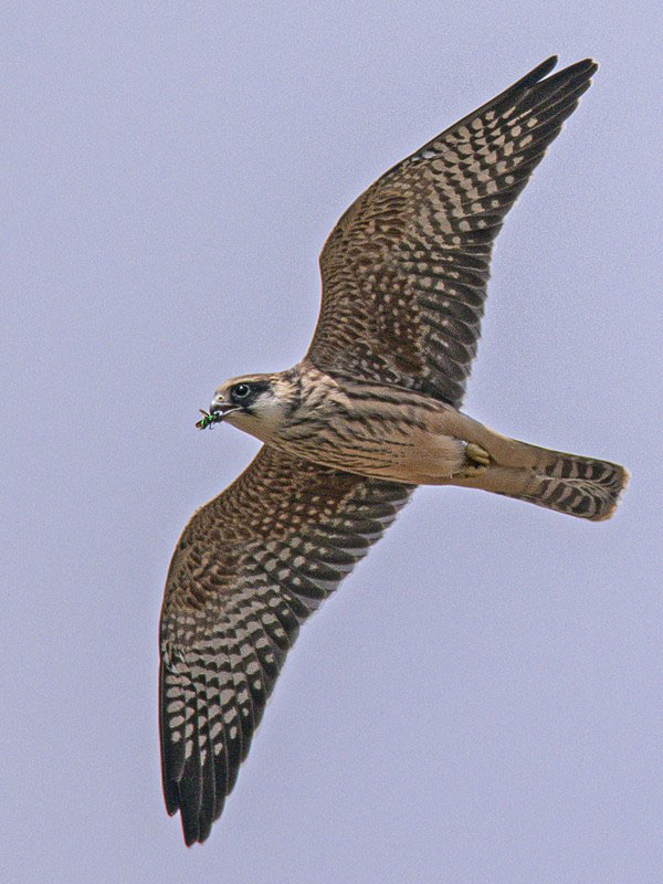 sokol kobcovitý  Falco vespertinus
