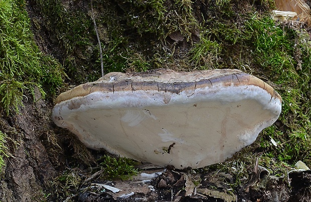 lesklokôrovka tmavá Ganoderma adspersum (Schulzer) Donk