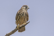 sokol kobcovitý Falco vespertinus