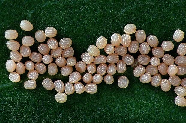 piadica hviezdicová (sk) / žlutokřídlec hnědočárný (cz) Idaea rufaria Hübner, 1799