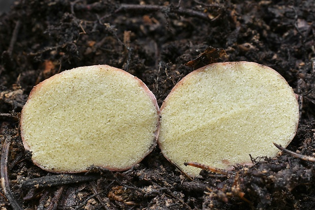 koreňovec Rhizopogon sp.