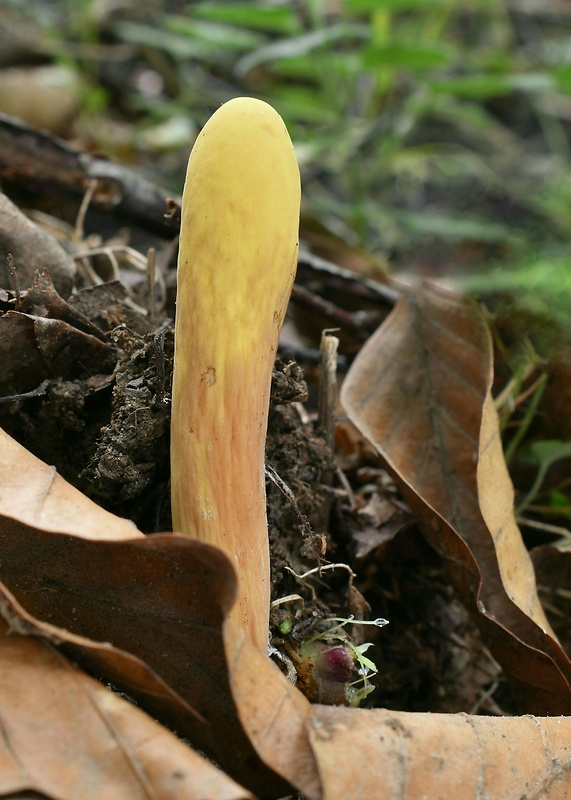 kyjak obrovský Clavariadelphus pistillaris (Fr.) Donk