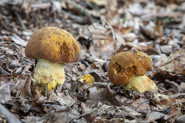 hríb zrnitohlúbikový odfarbený Neoboletus xanthopus (Quél.) Krieglst.