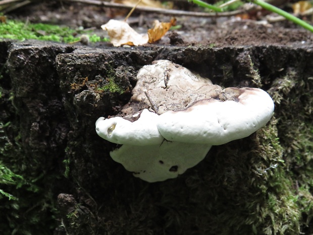 lesklokôrovka plochá Ganoderma applanatum (Pers.) Pat.