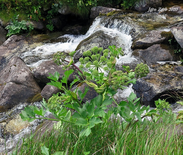 archangelika lekárska Archangelica officinalis Hoffm.