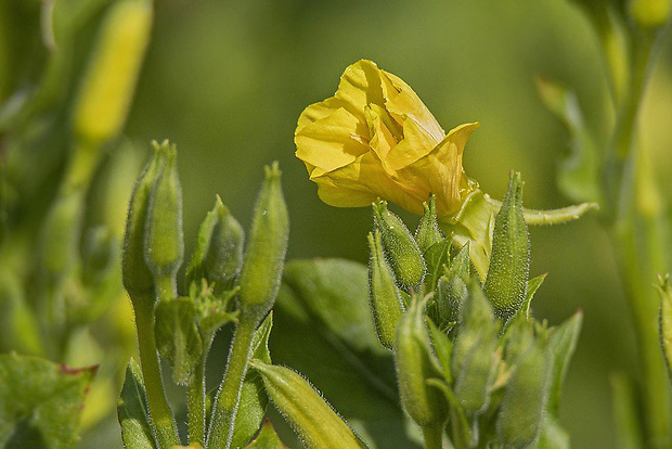 pupalka dvojročná Oenothera biennis L.