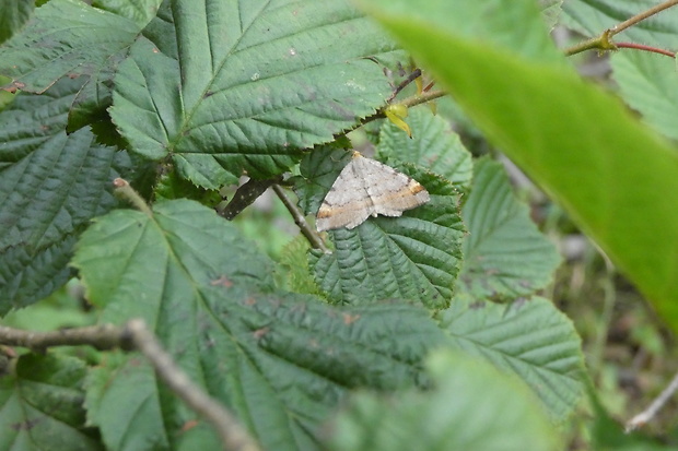 listnatka borovicová Macaria liturata